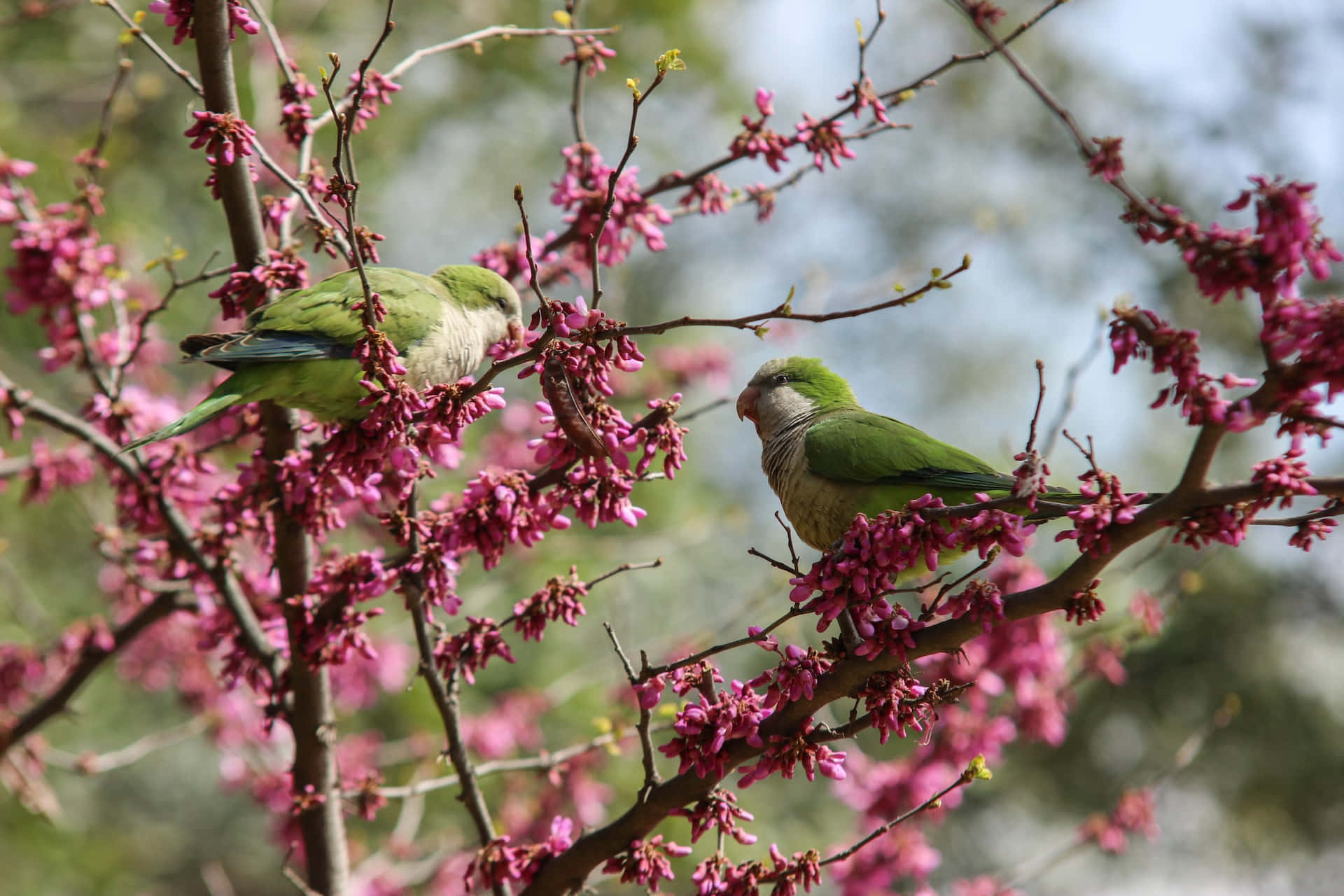 Beautiful Spring Birds Perched on Blossoming Tree Branches Wallpaper