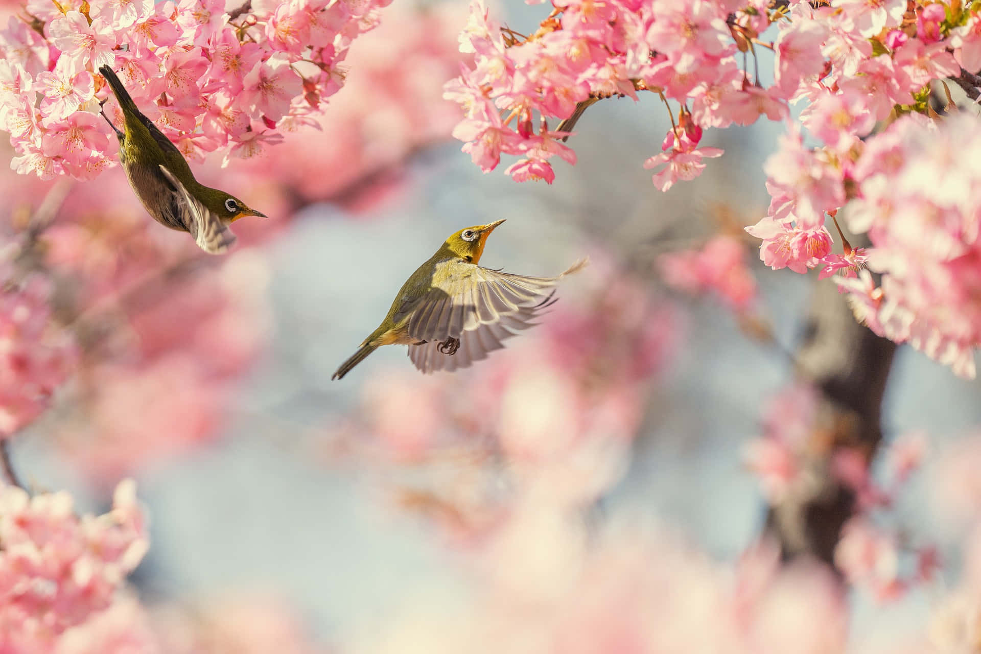 Pájarosde Primavera En Ramas Florecientes Fondo de pantalla