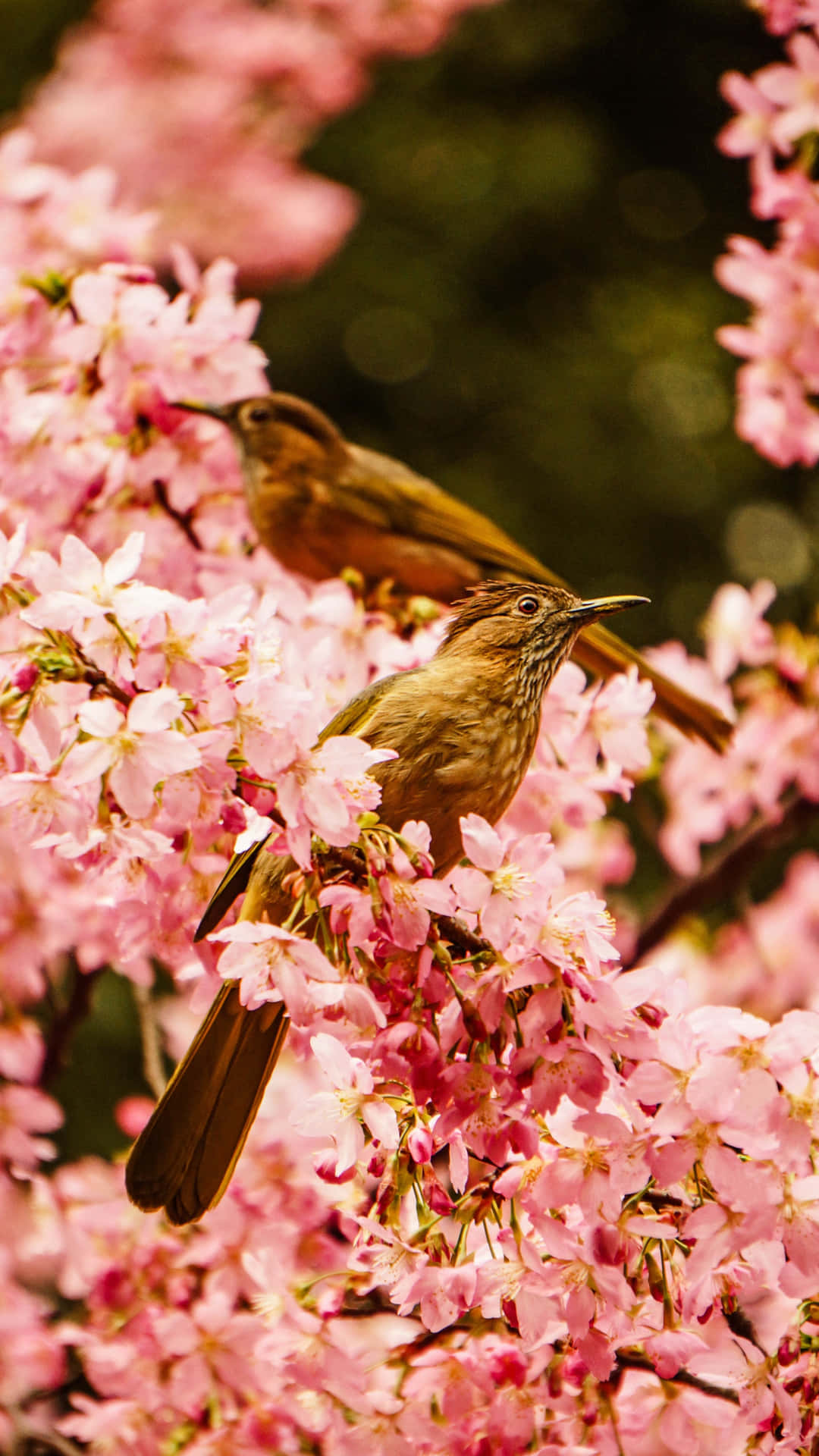 Unelegante Pájaro Posado En Una Rama Floreciente En Primavera. Fondo de pantalla