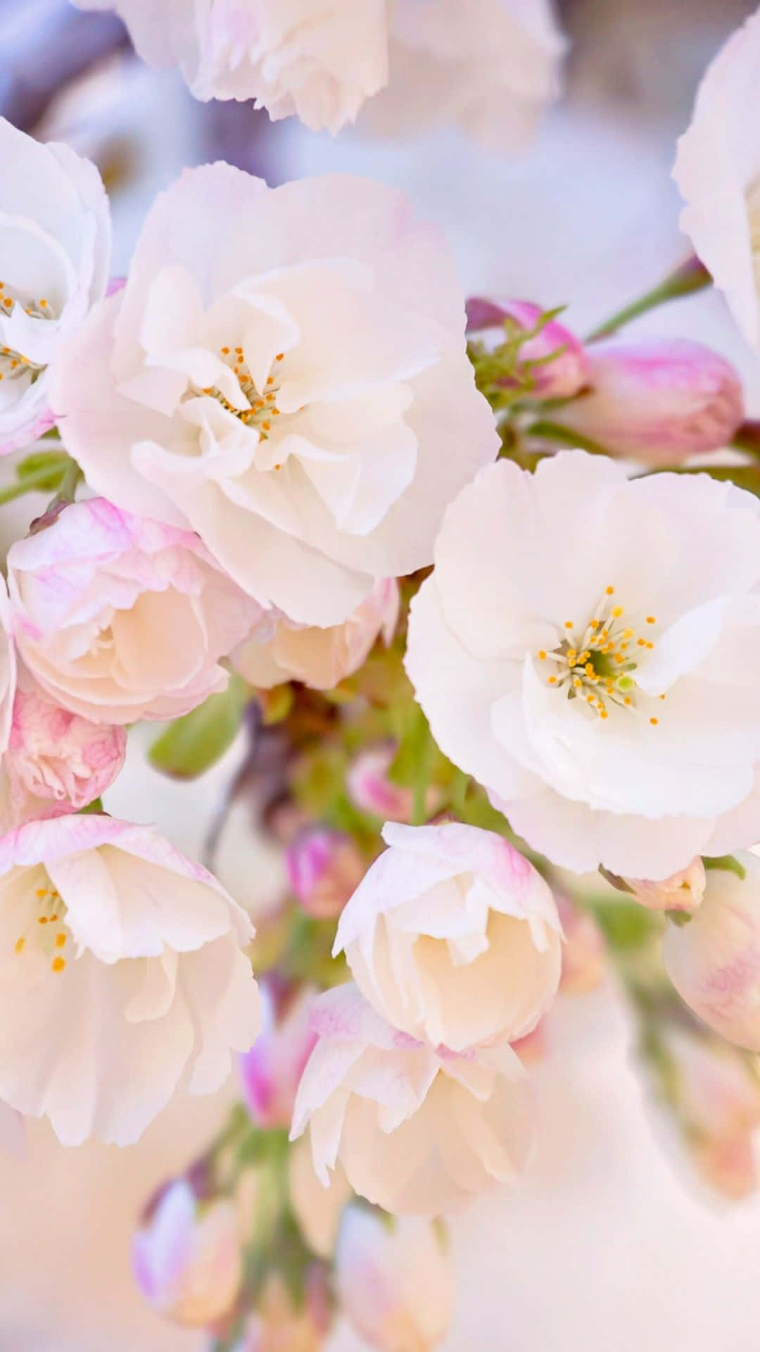 Enchanting Spring Bloom Garden Wallpaper