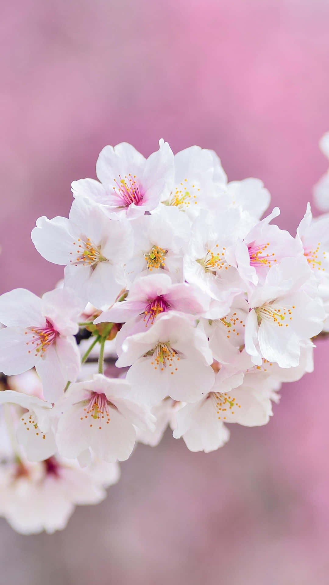 Spring Bloom - Vibrant Nature in Full Swing Wallpaper