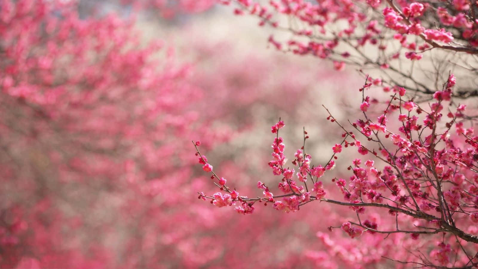 Captivating Spring Bloom Landscape Wallpaper