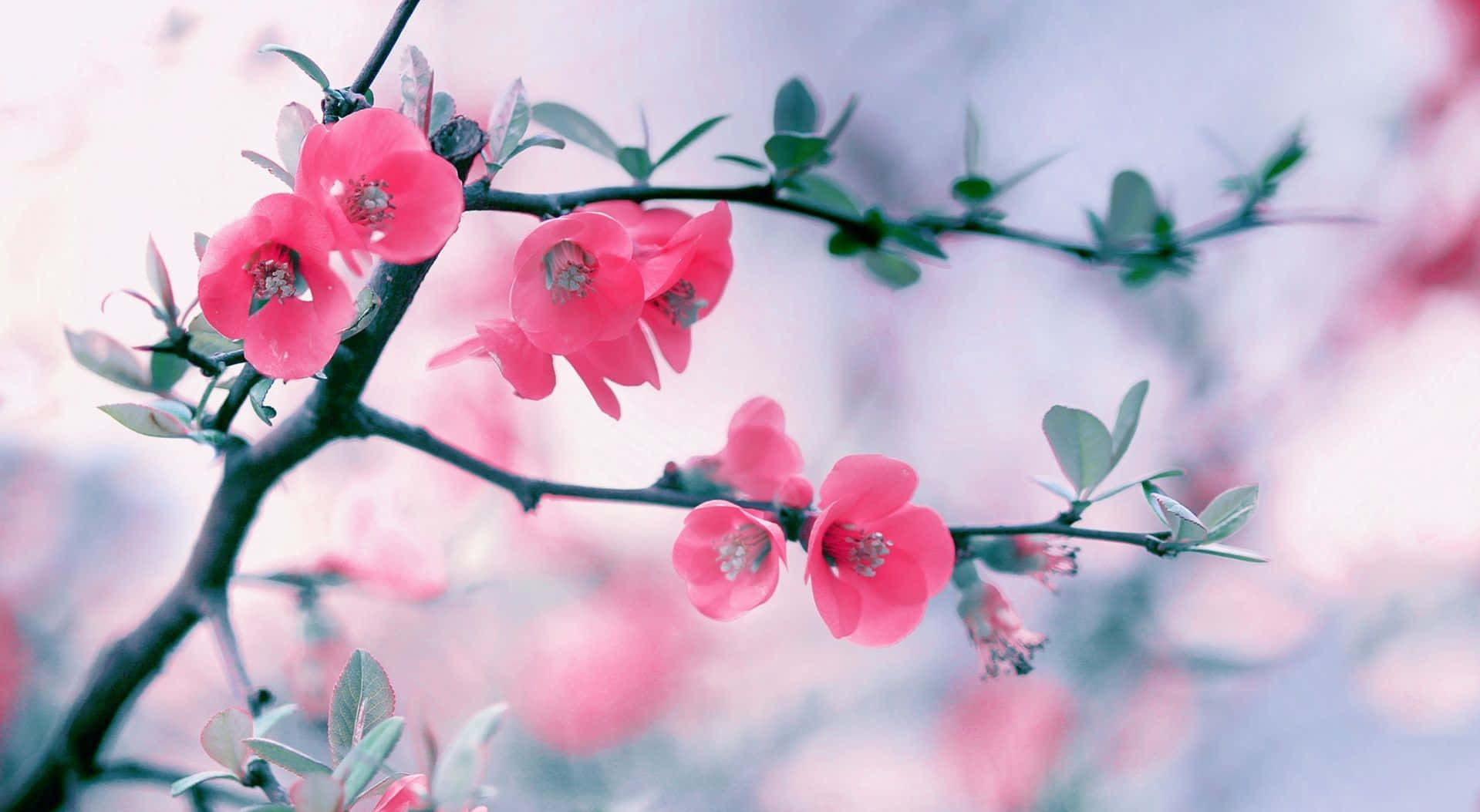 Beautiful Spring Bloom in the Park Wallpaper