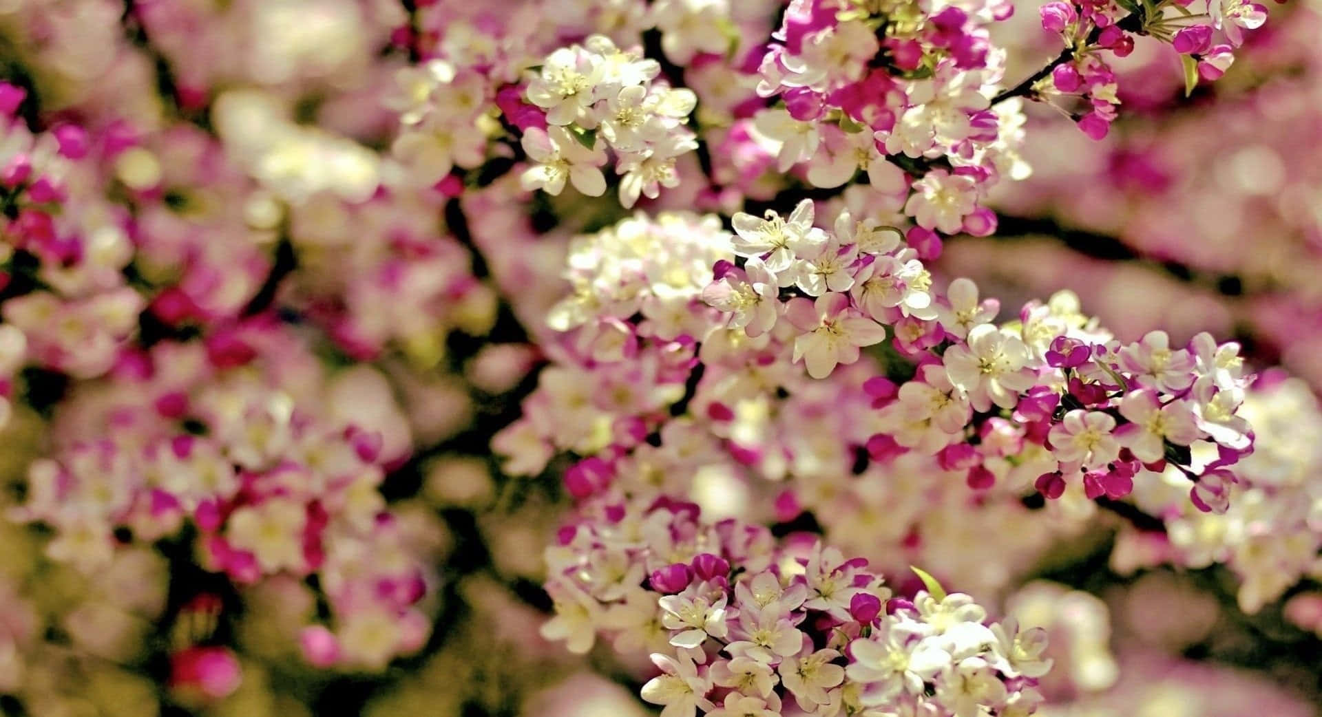 Spring Bloom in Full Blossom Wallpaper