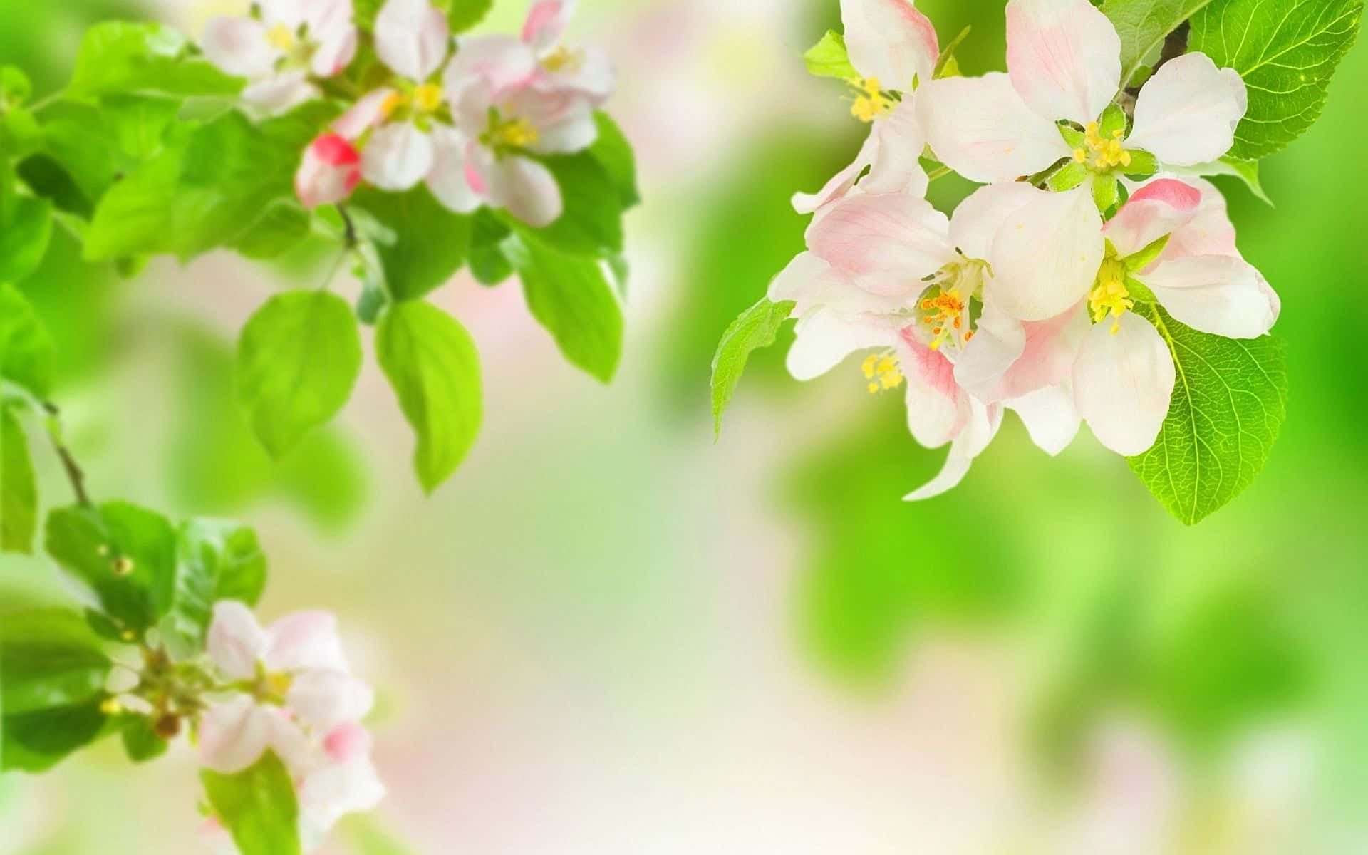 Enchanting Spring Bloom Landscape Wallpaper