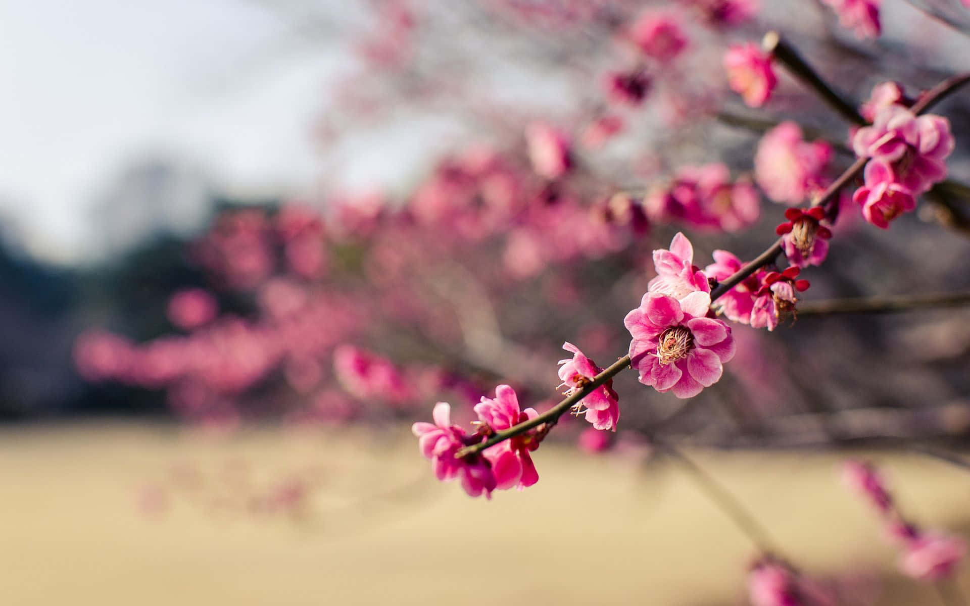 Enchanting Spring Bloom in Full Radiance Wallpaper