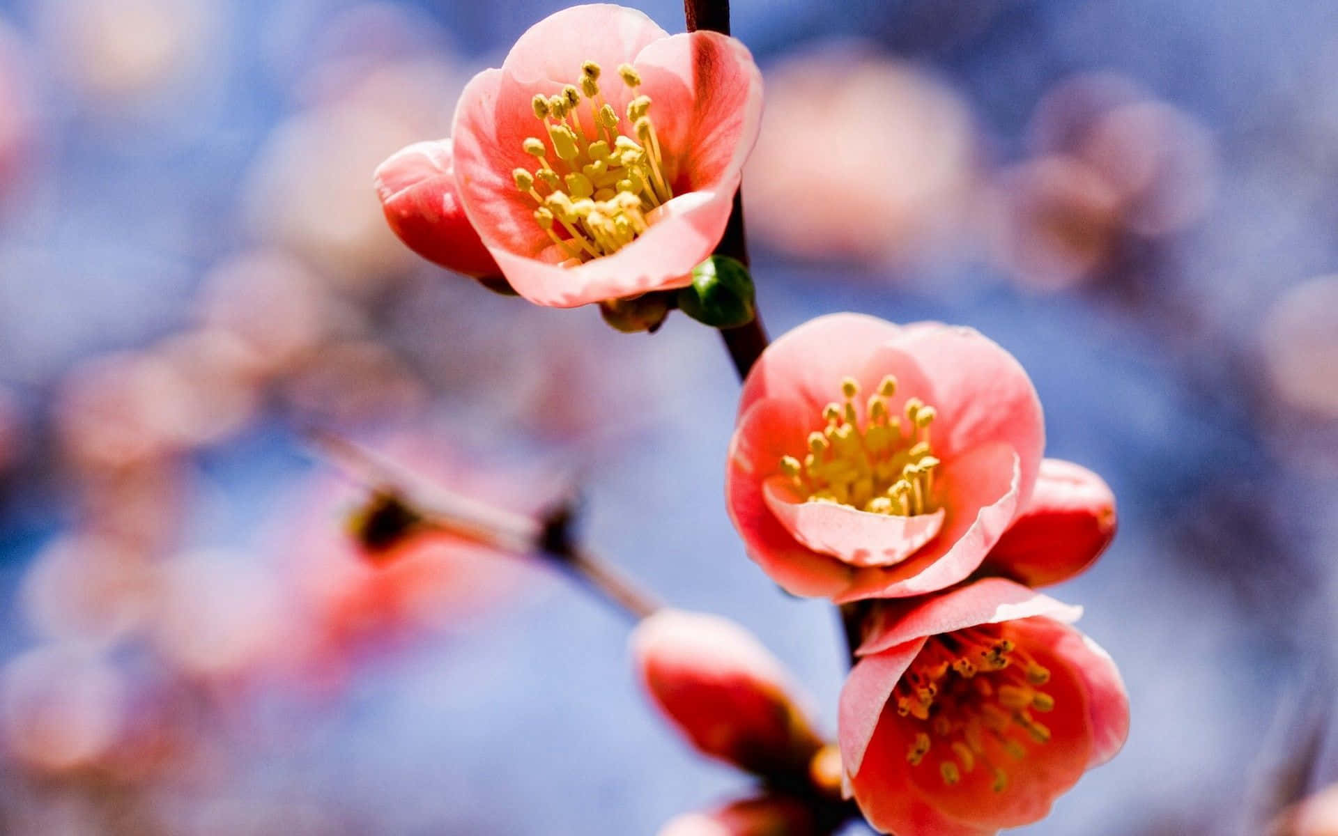 Caption: Vibrant Spring Bloom Unleashing Colors Wallpaper