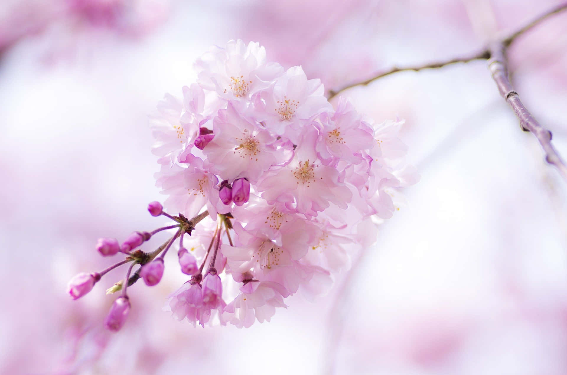 Caption: A Vibrant Spring Bloom Display Wallpaper
