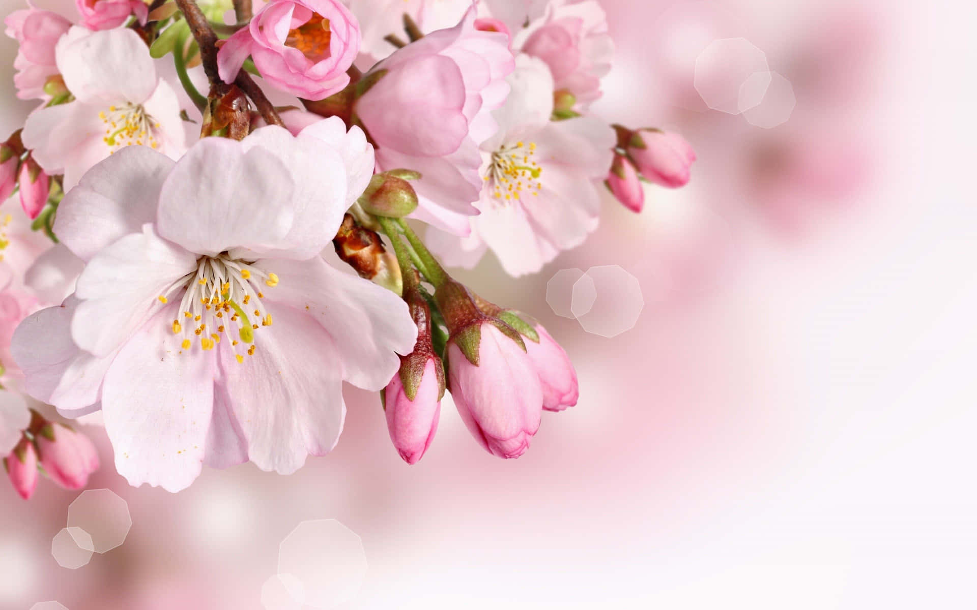 Blossoming Spring Blooms in a Serene Garden Wallpaper