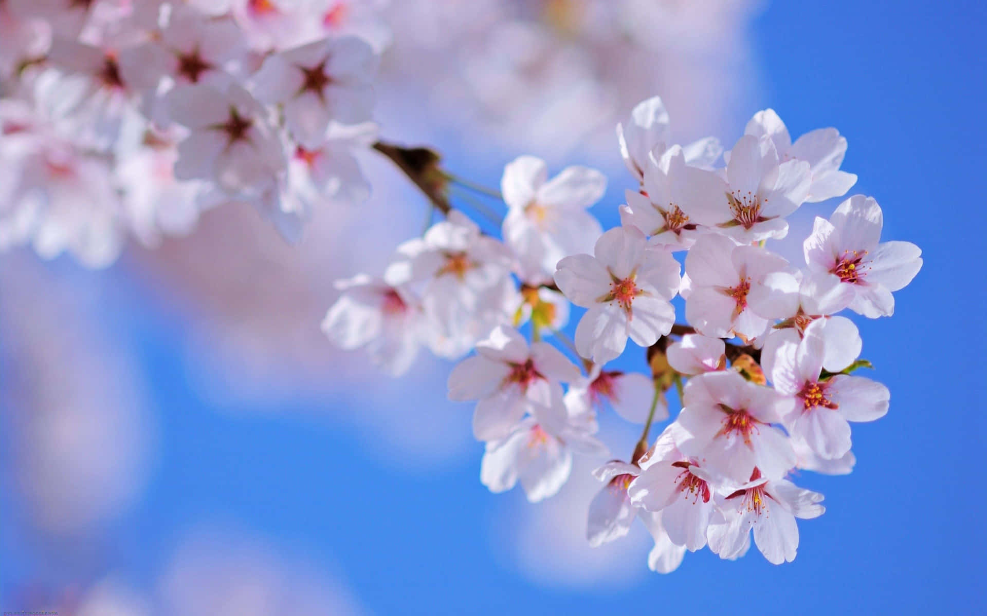 Beautiful Blossoming Trees in Spring Wallpaper