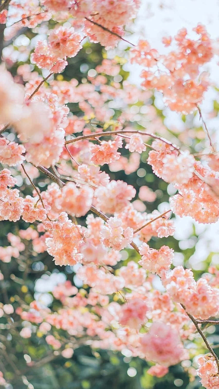 Beautiful Spring Bloom Wallpaper