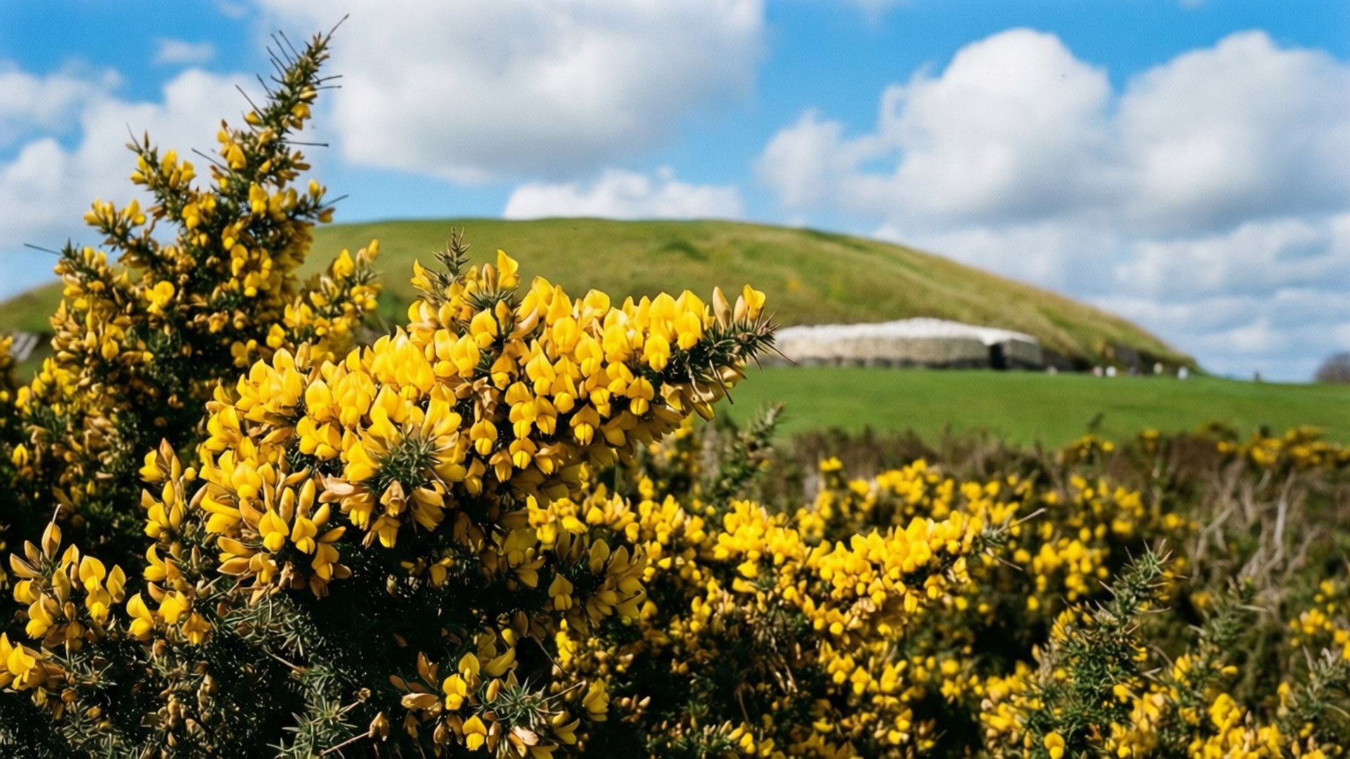 Newgrange omgiven av gula ginstblommor under en klarblå himmel.