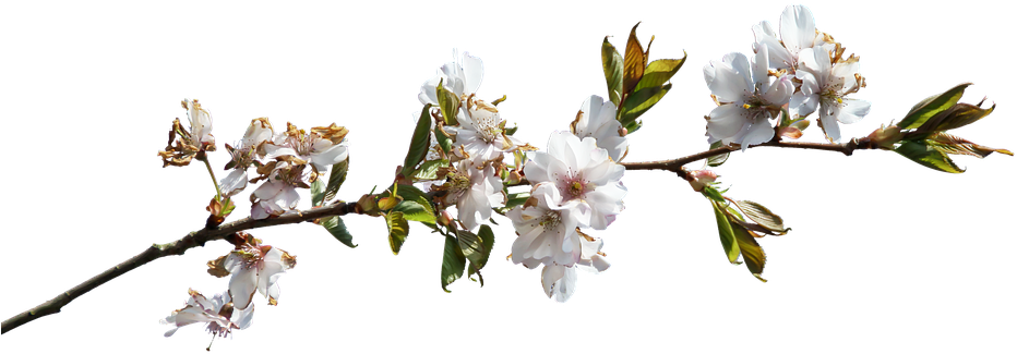 Spring Blossom Branch.png PNG