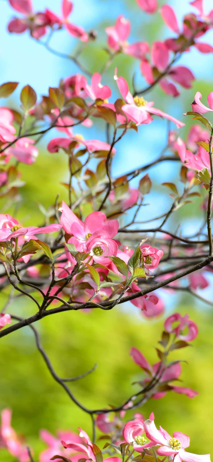 Spring Blossom Branches.jpg Wallpaper