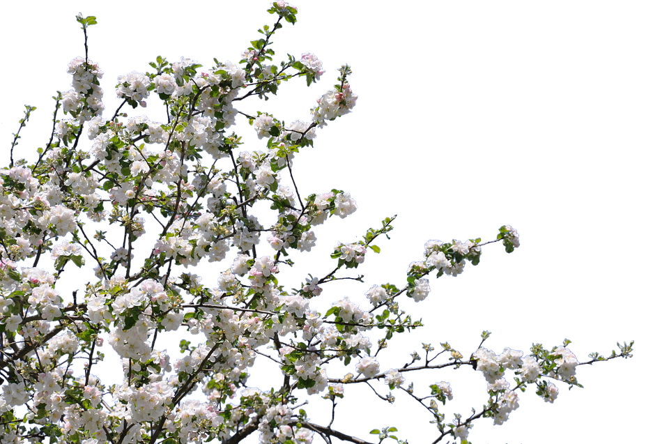 Spring Blossom Branches.png PNG