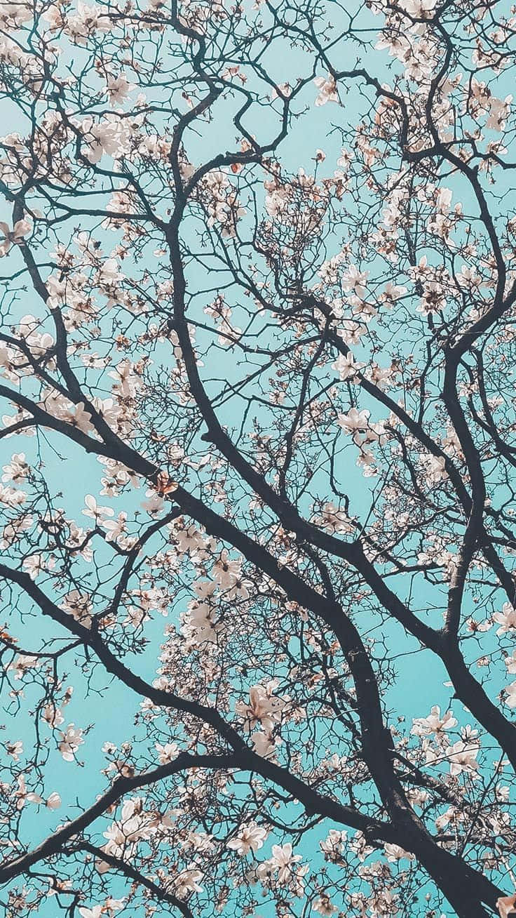 Spring Blossoms Against Blue Sky Wallpaper