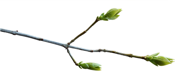 Spring Bud Growthon Branch.png PNG