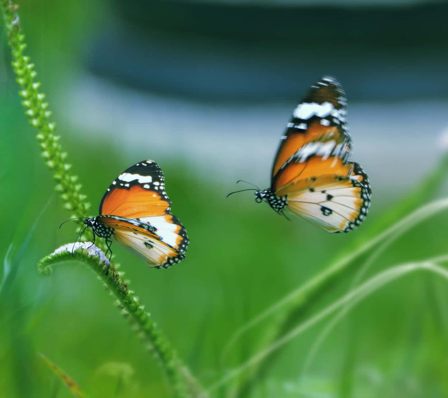 Enchanting Spring Butterflies Wallpaper