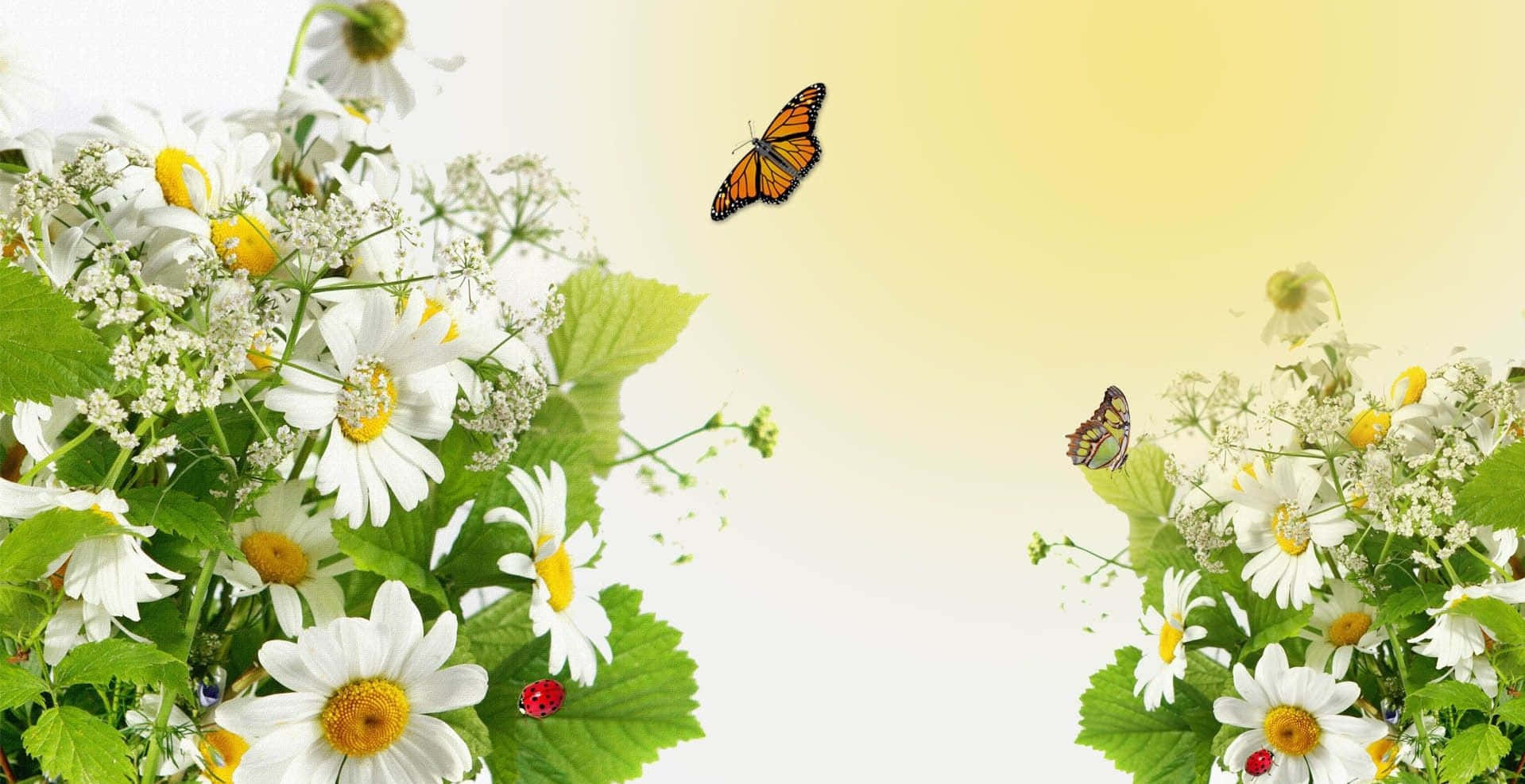 A Serene Spring Scene - Butterflies and Blooming Flowers Wallpaper