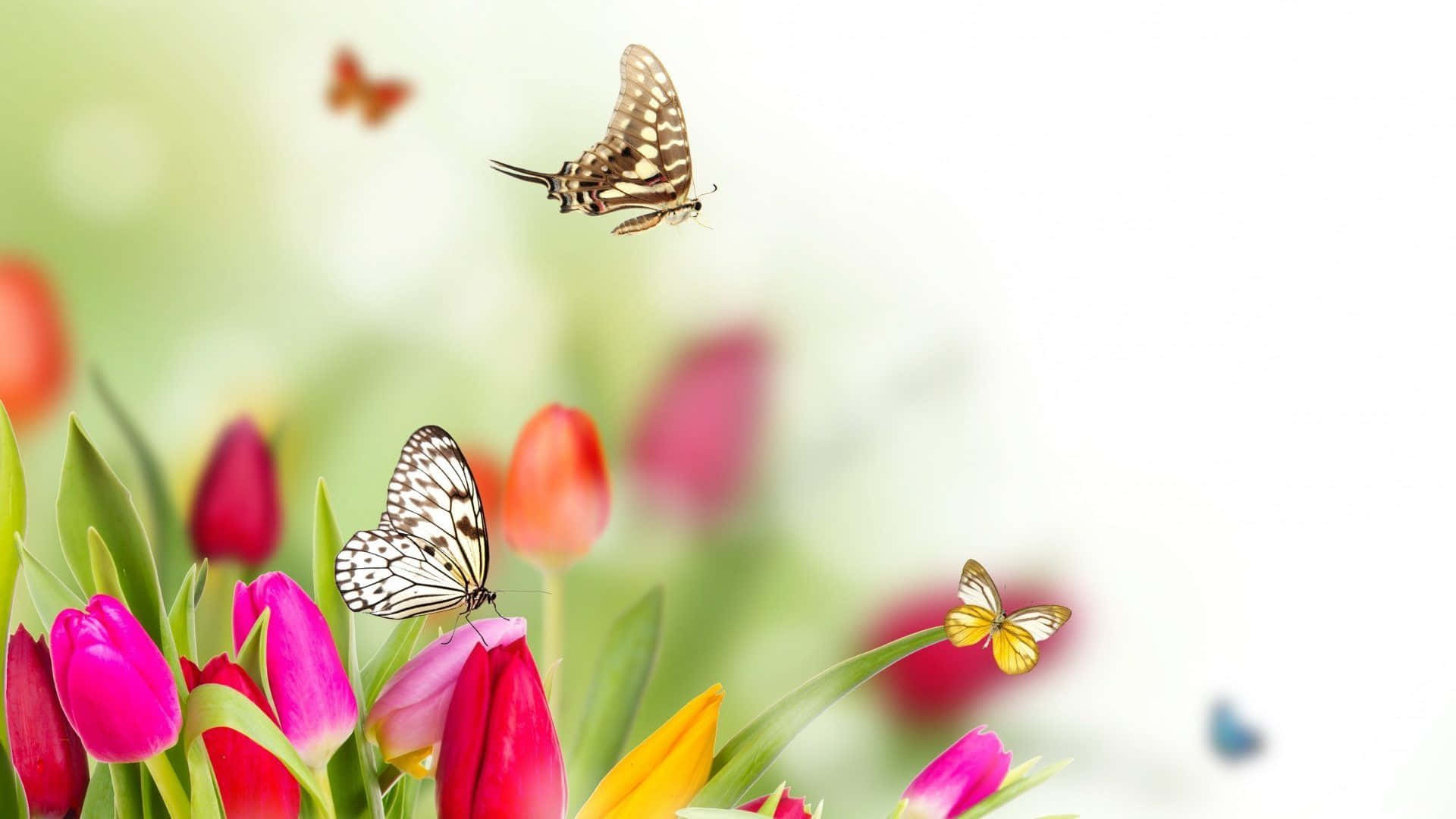 Spring Butterflies on Colorful Blooming Flowers Wallpaper