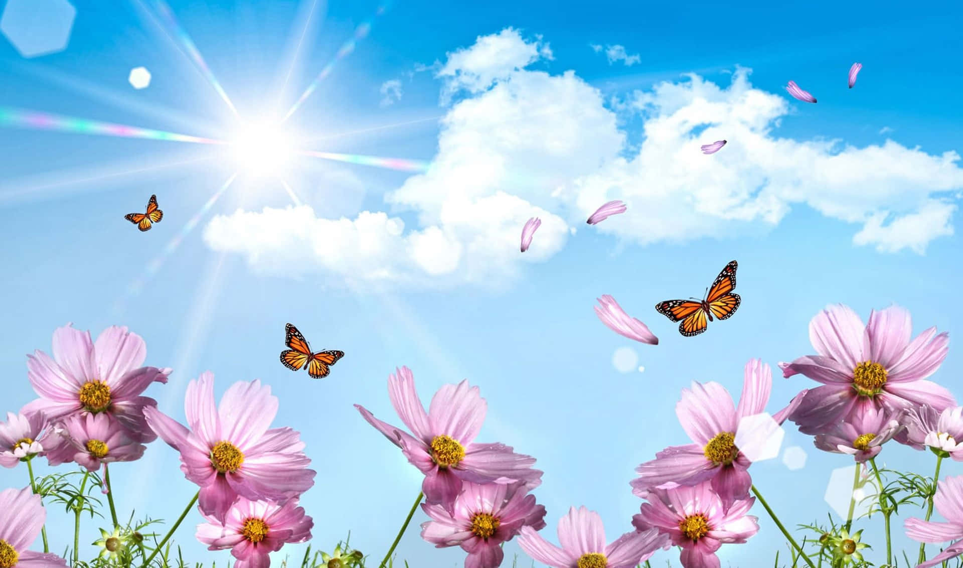 Spring Butterflies Dancing in Nature Wallpaper