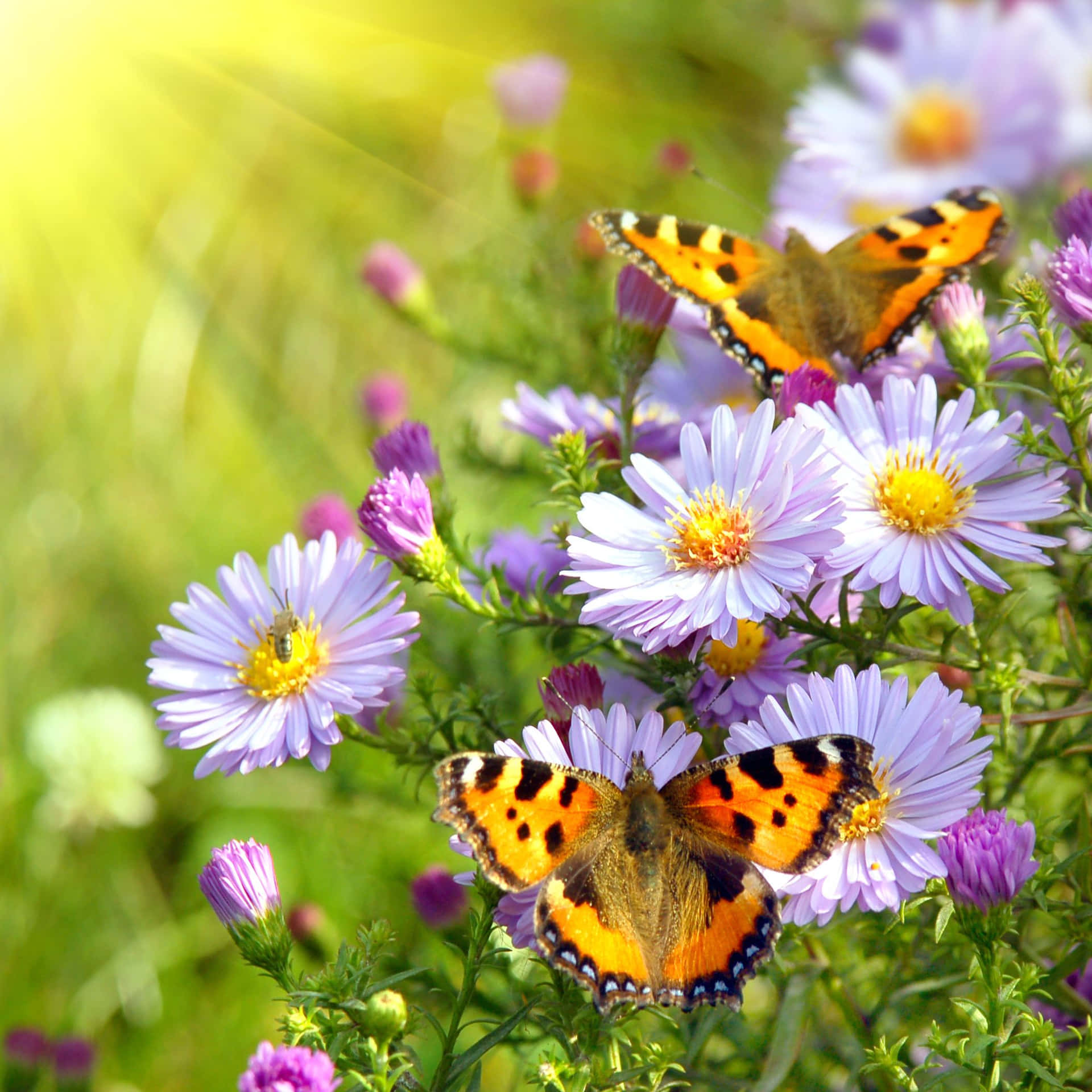 Vibrant Spring Butterflies Dancing Among Blooming Flowers Wallpaper