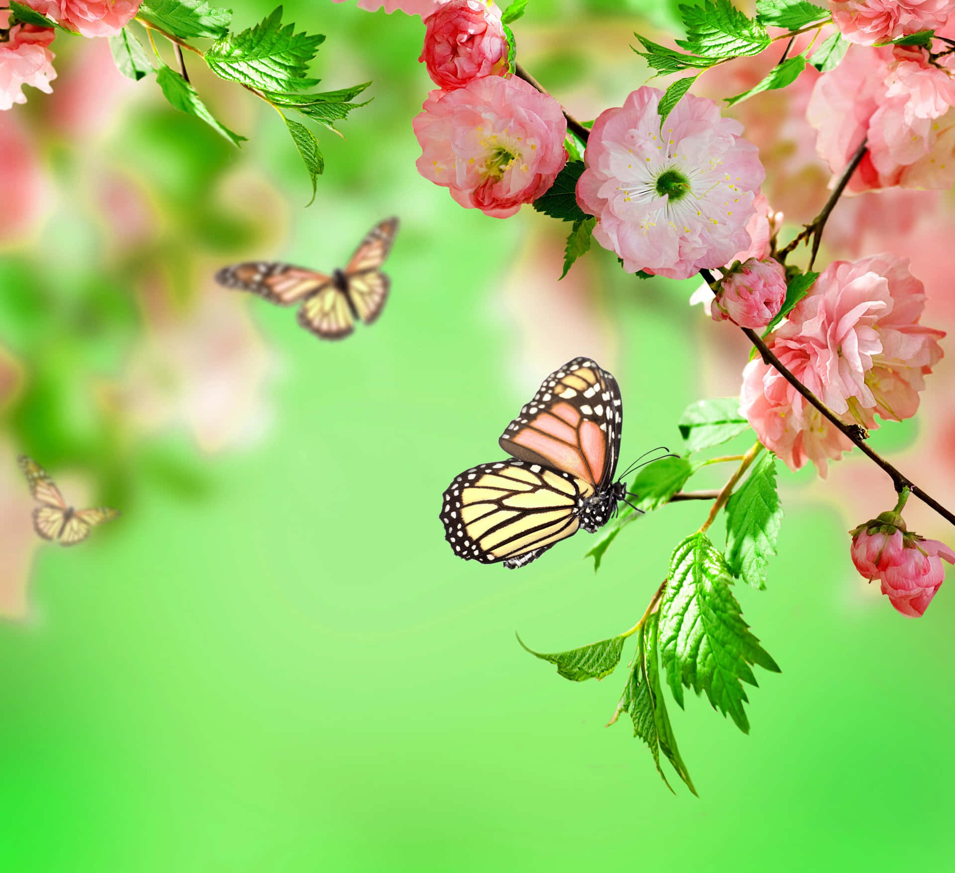 Enchanting Spring Butterflies Wallpaper