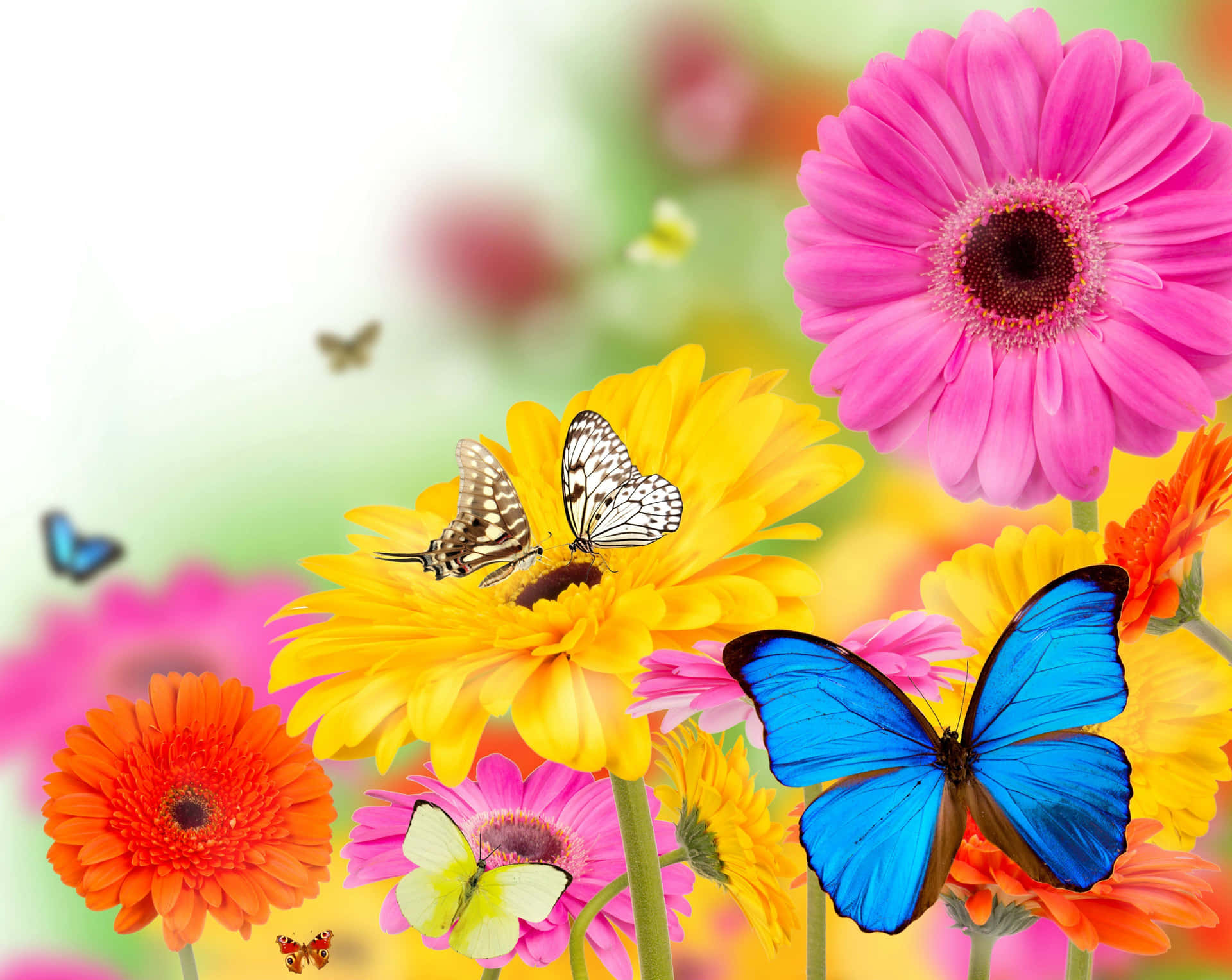 Vibrant Spring Butterflies Fluttering in a Blossoming Meadow Wallpaper