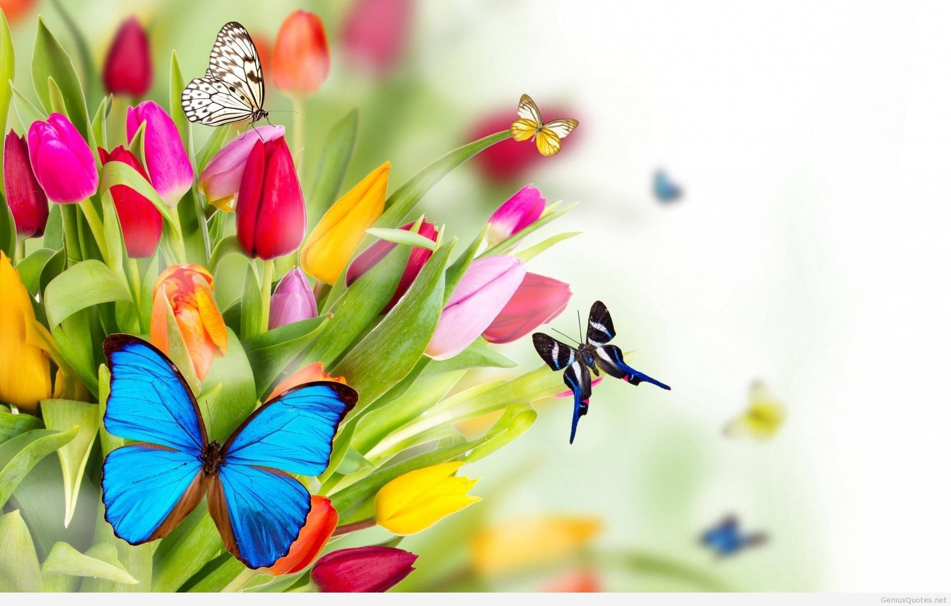 Spring Butterflies