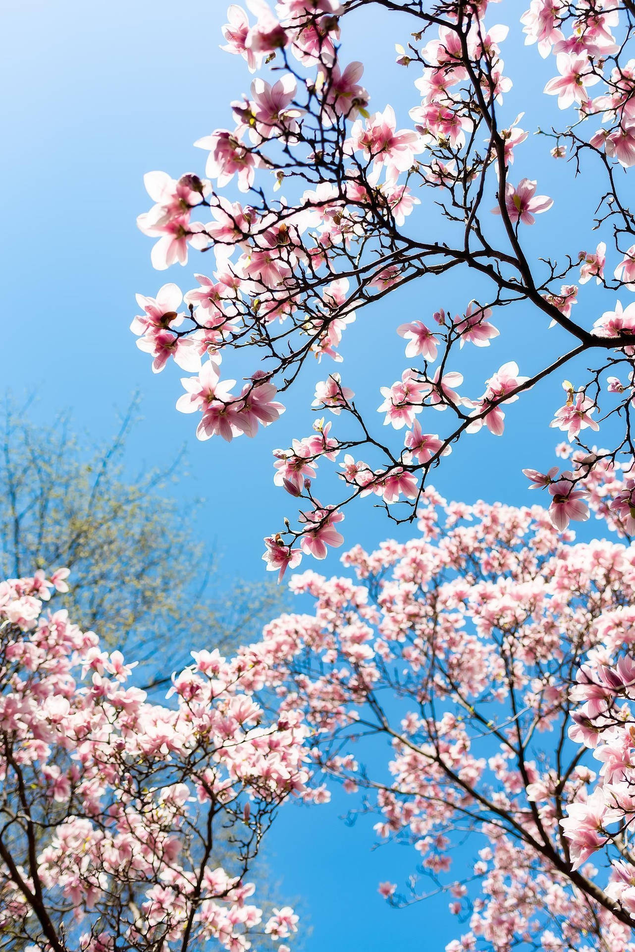Vårblommandekörsbärsträd Wallpaper