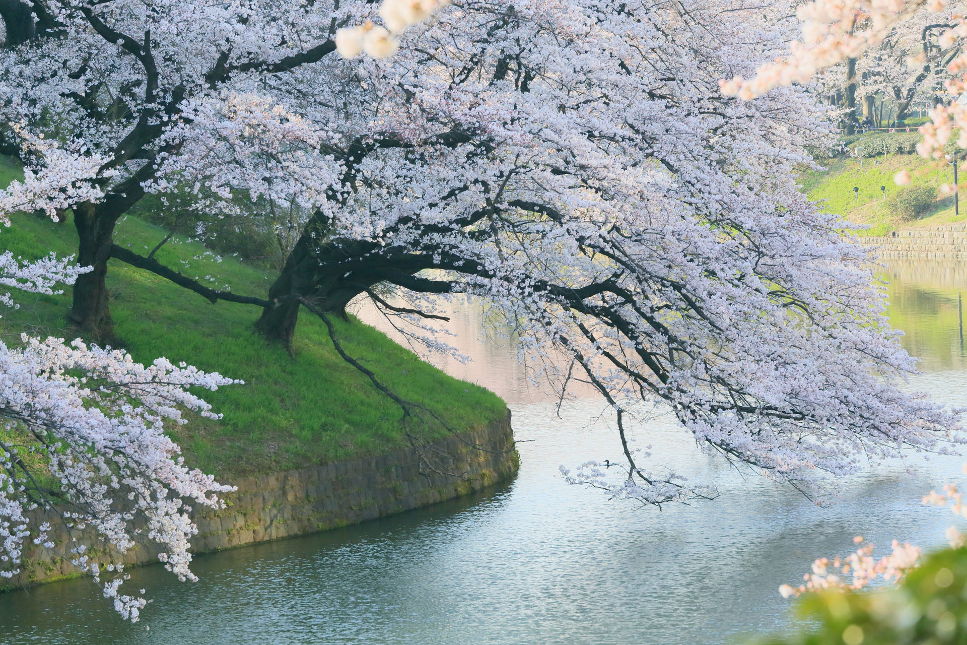 Spring Cherry Blossoms Along The Riverside Wallpaper