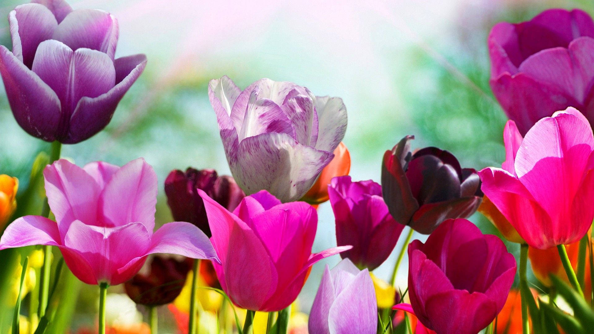 A Bunch Of Colorful Tulips In The Sun Wallpaper