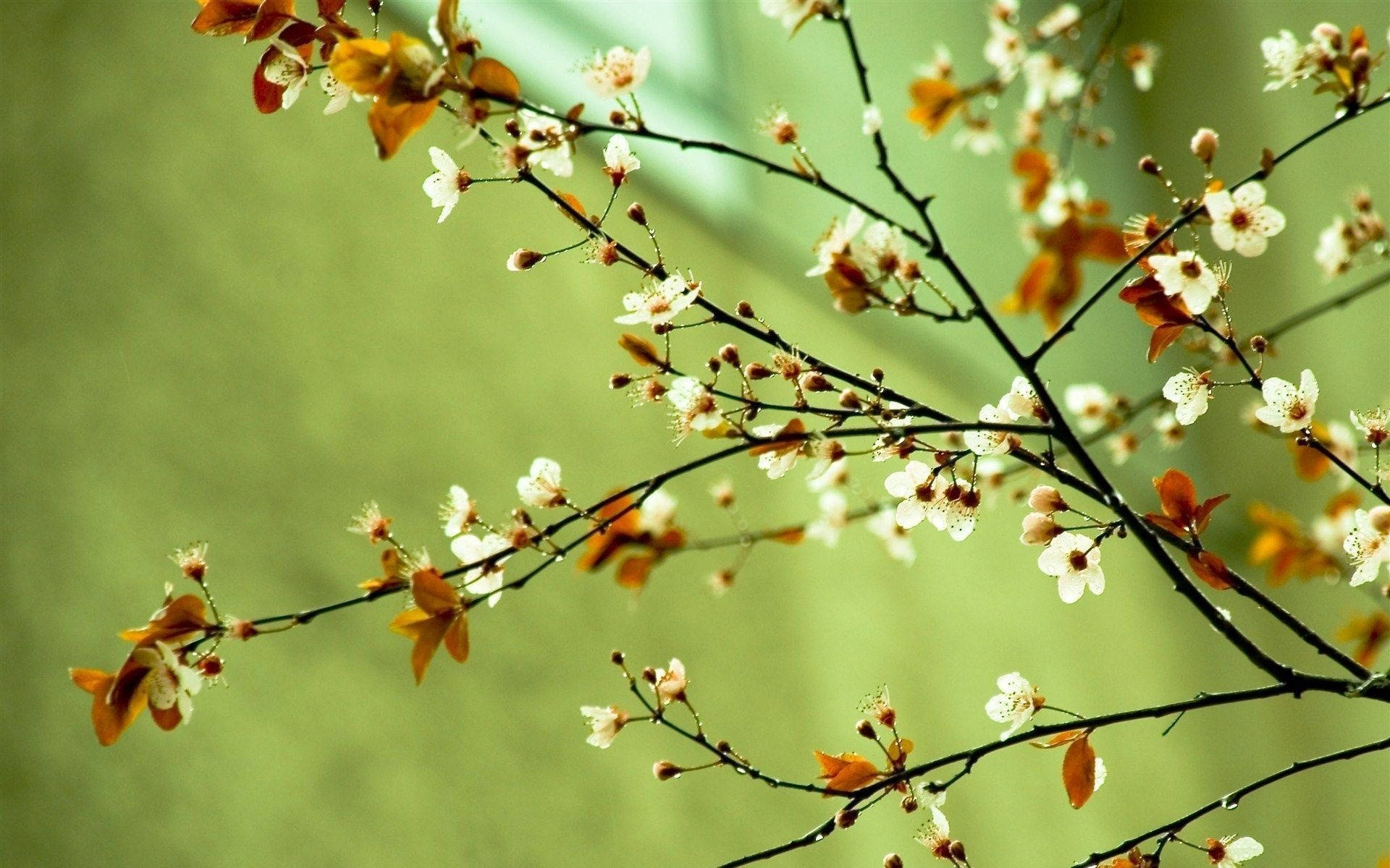 A Branch With Flowers On It Wallpaper