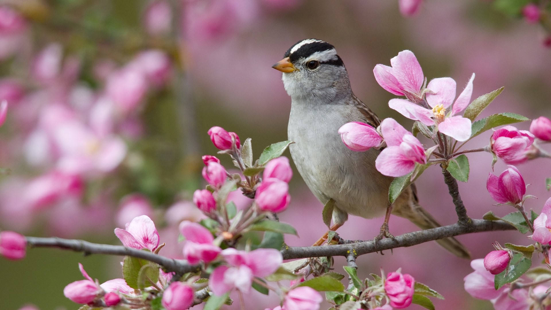 A Bird Is Sitting On A Branch With Pink Flowers Wallpaper