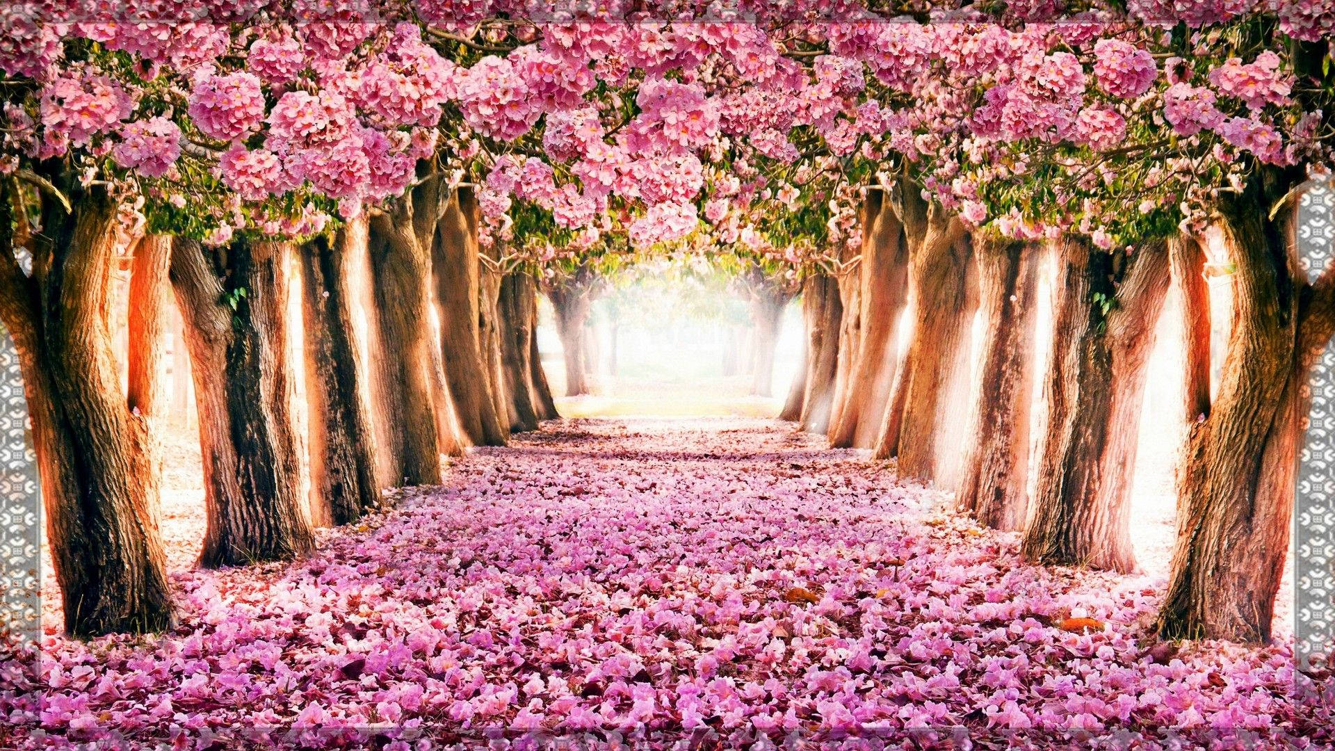 A Pink Tree Lined Path With Flowers Wallpaper