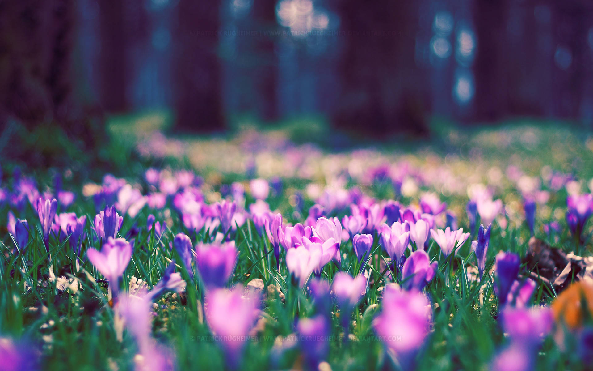 Feel Productive and Energized with Spring Computer Wallpaper