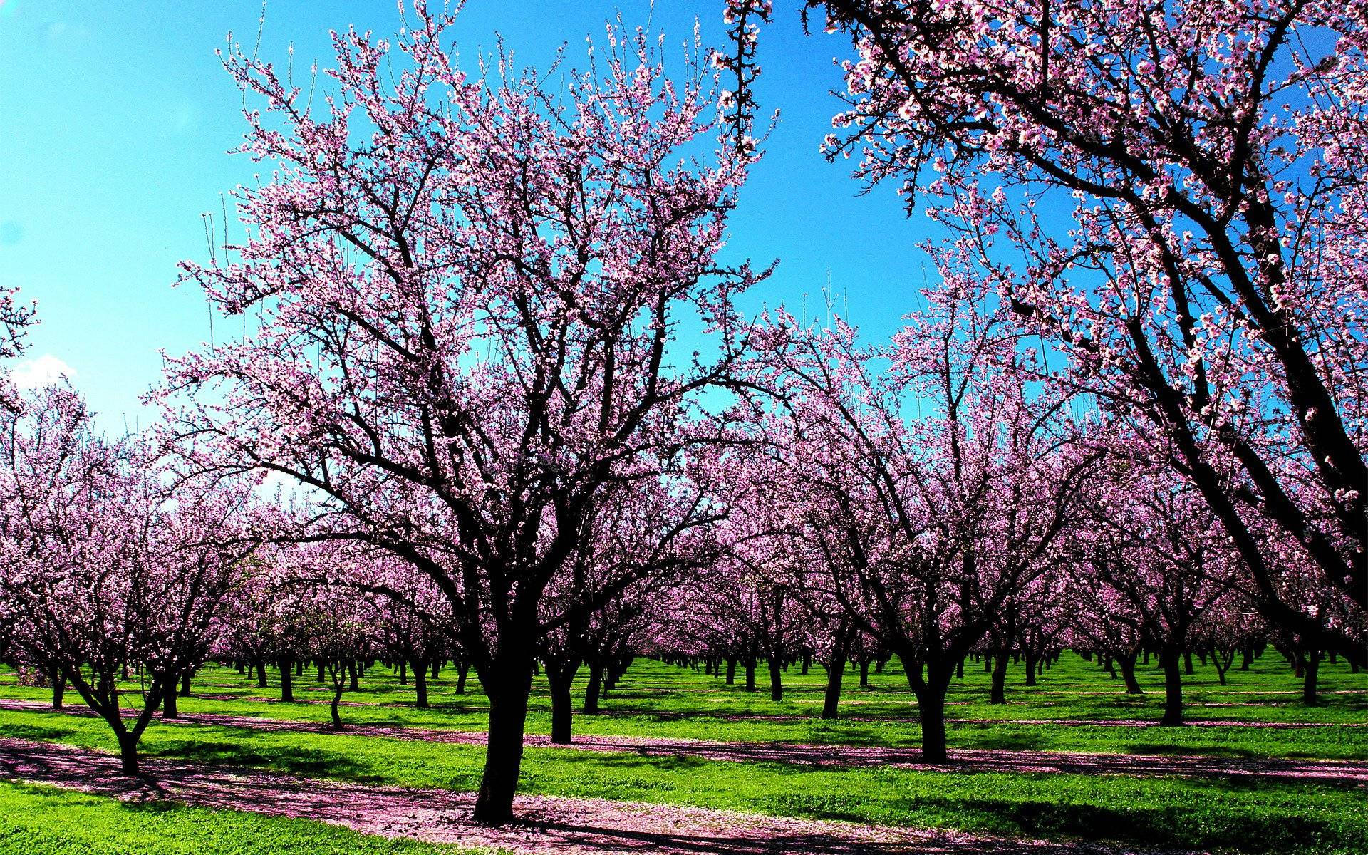 Cherry Blossom Trees Spring Computer Wallpaper