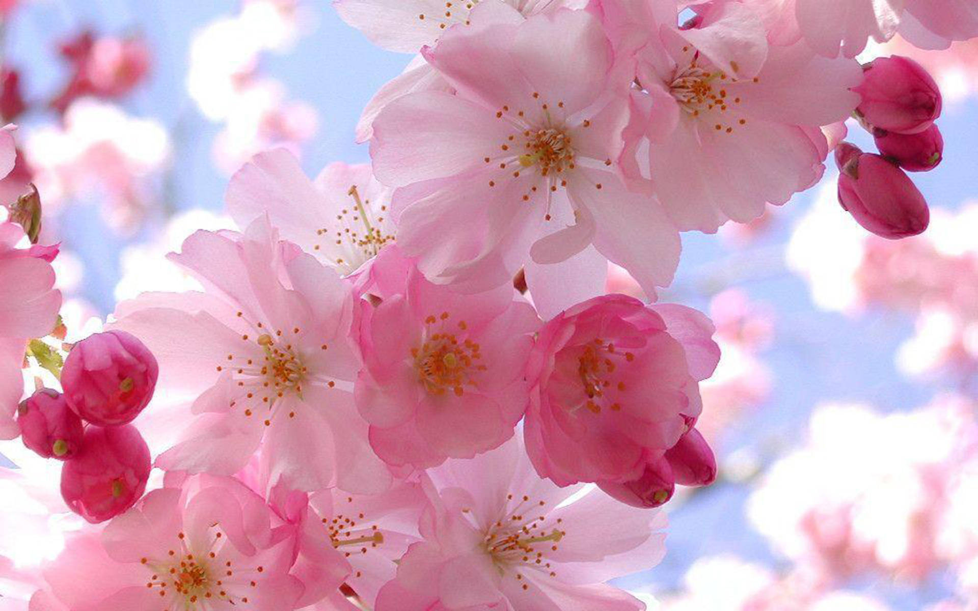 Pretty Pink Cherry Blossoms Spring Computer Wallpaper