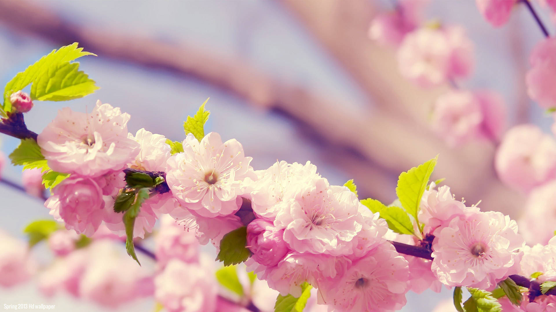 Encantadorasflores De Cerezo Primavera En La Computadora Fondo de pantalla