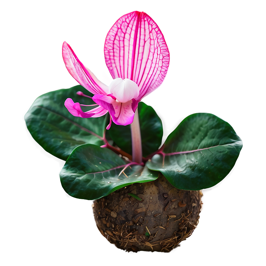 Spring Cyclamen Flower Png 06272024 PNG