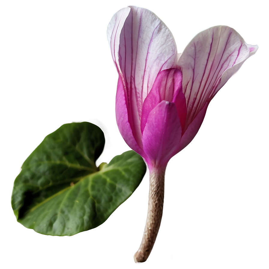 Spring Cyclamen Flower Png 06272024 PNG