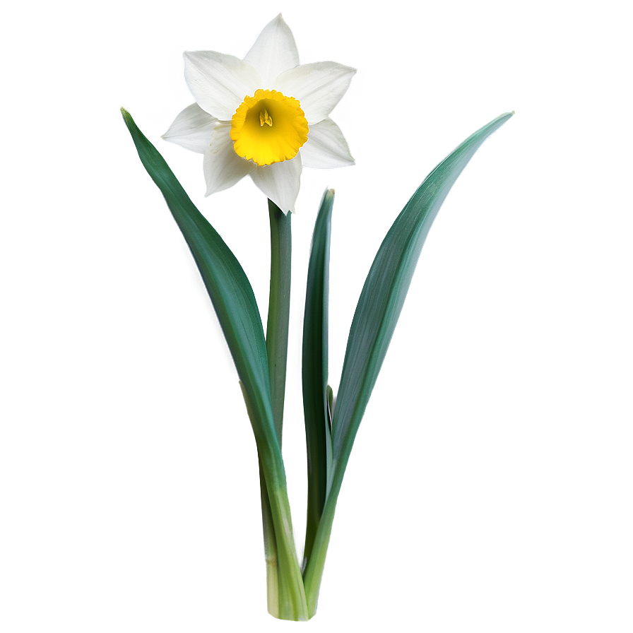 Spring Daffodil Bloom Png Brp58 PNG