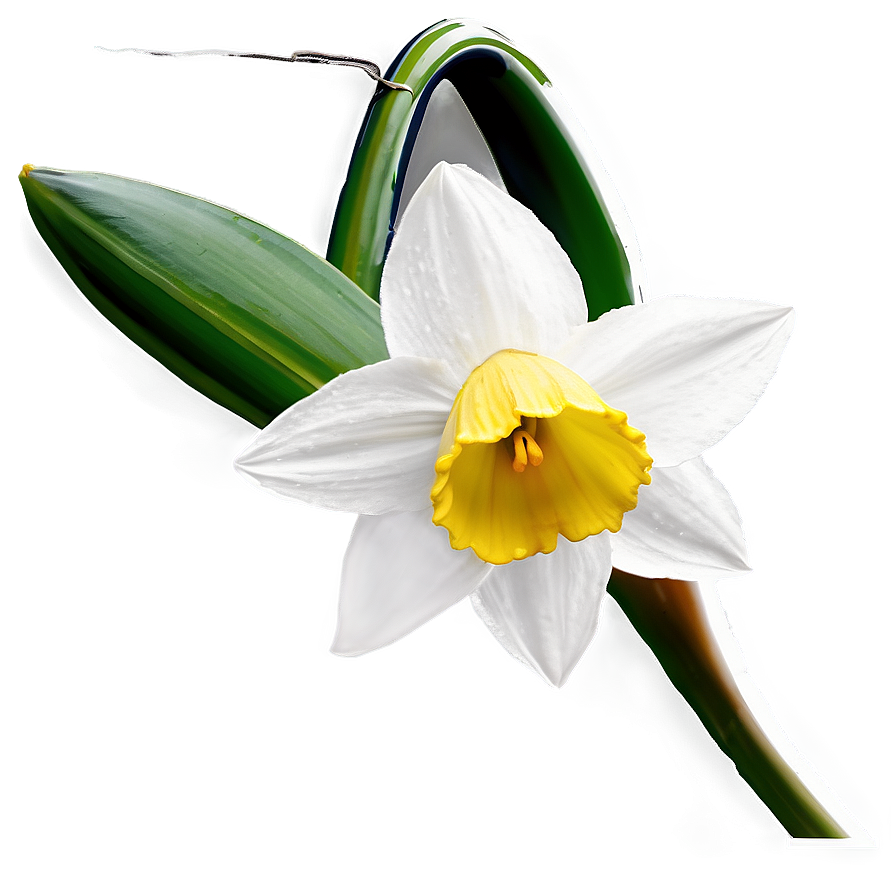 Spring Daffodil Bloom Png Teg83 PNG