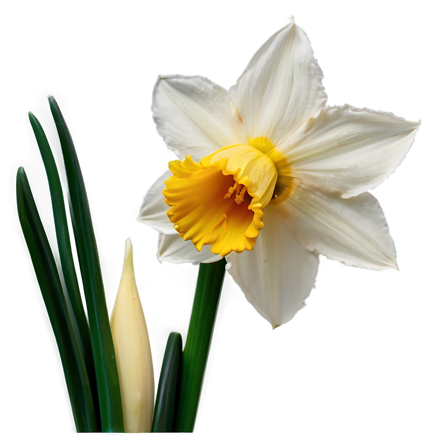 Spring Daffodil Bloom Png Xdt84 PNG