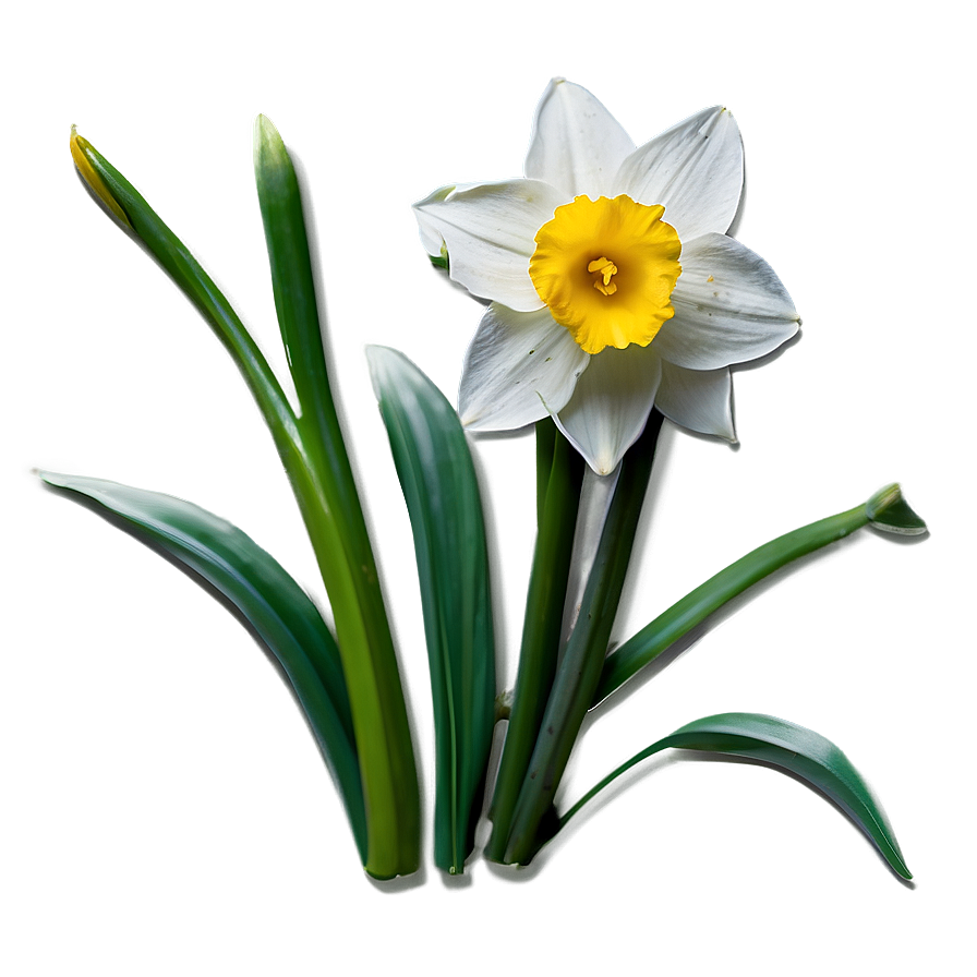 Spring Daffodil Bloom Png Ymi PNG