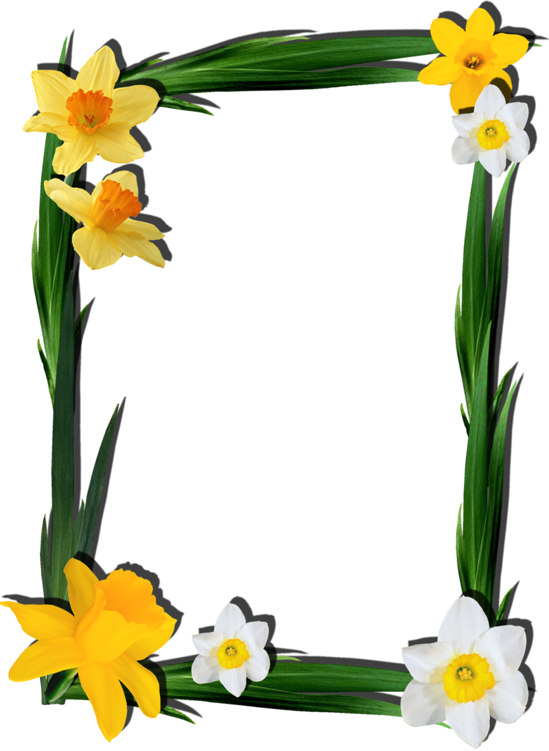 Spring Daffodil Frame Design.png PNG
