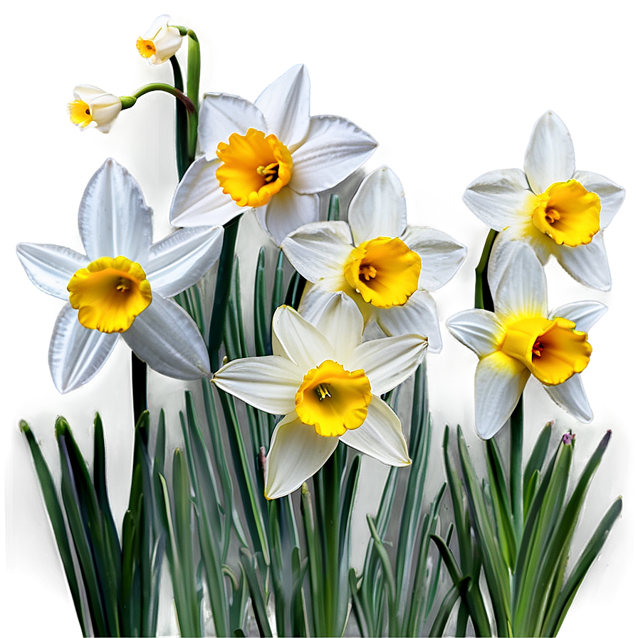 Spring Daffodils Field Png 89 PNG