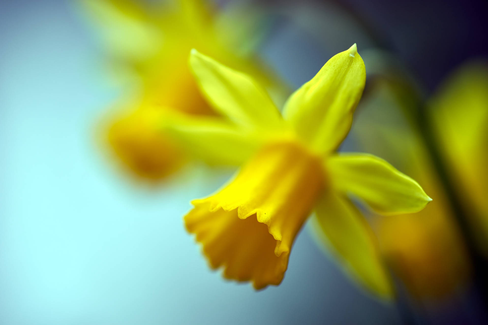 Spring Daffodils In Tilt-shift