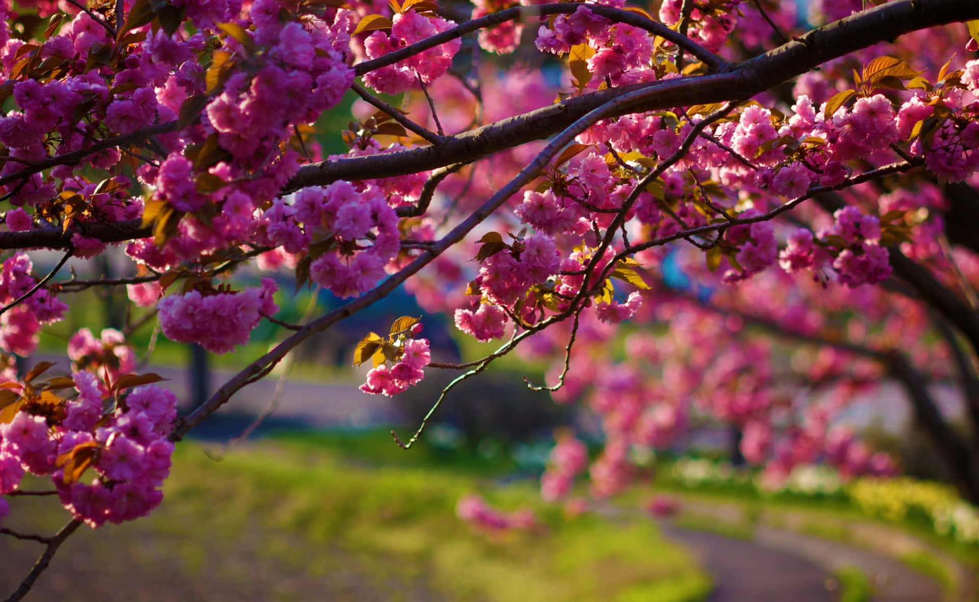 Frühlingsdesktop-hintergrund