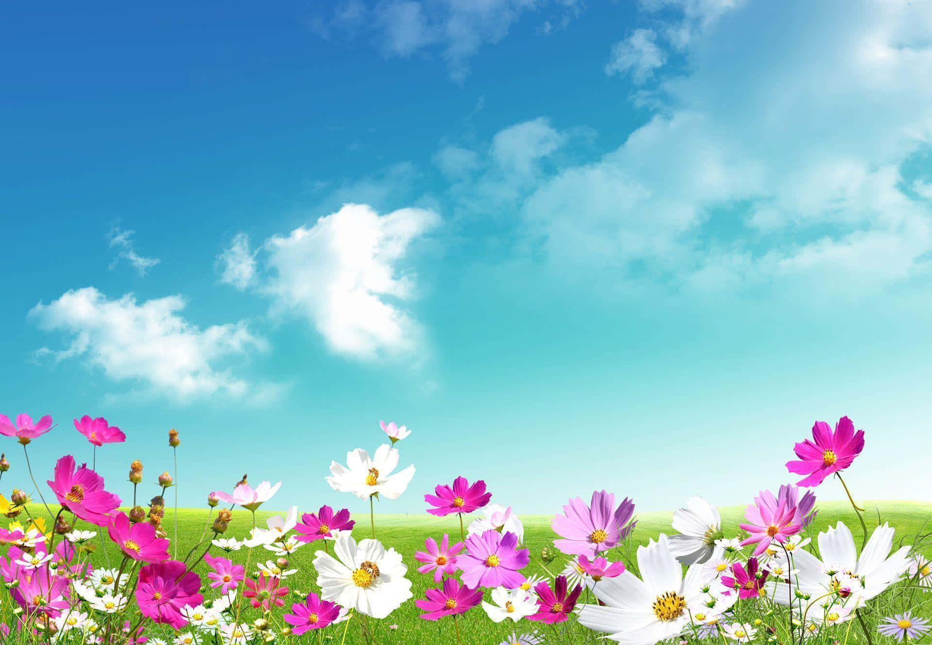 Spring Desktop Background